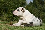 BOULEDOGUE AMERICAIN 287